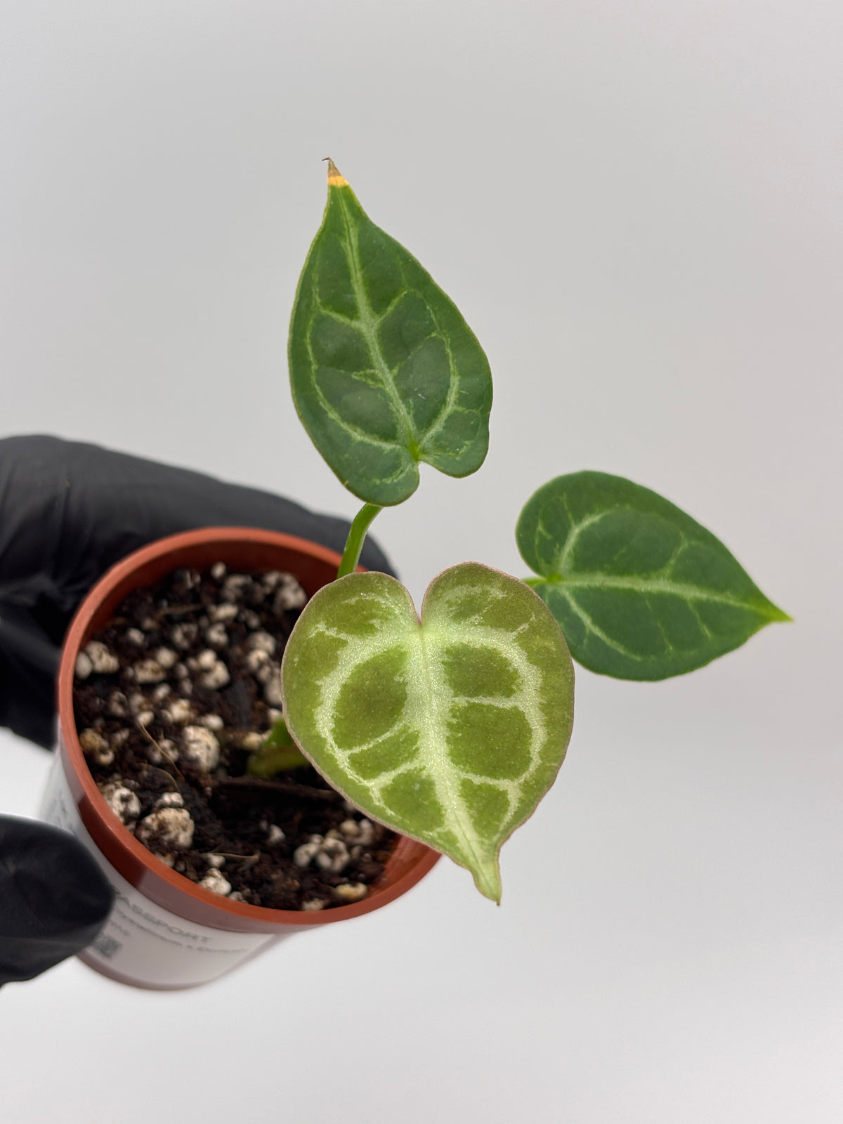 Anthurium Red Crystallinum x Dorayaki #10 exact plant photo 7