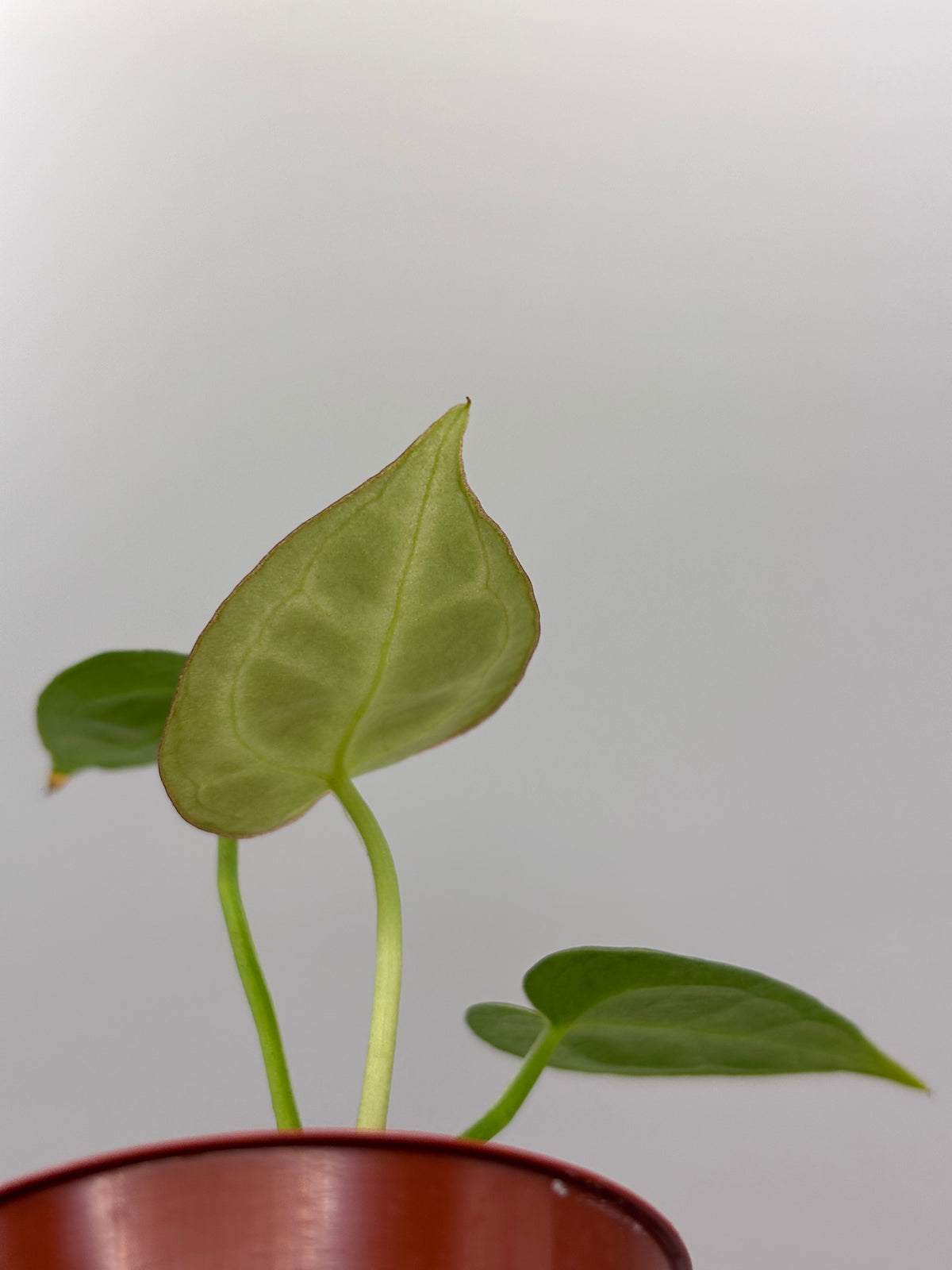 Anthurium Red Crystallinum x Dorayaki #10 exact plant photo 8