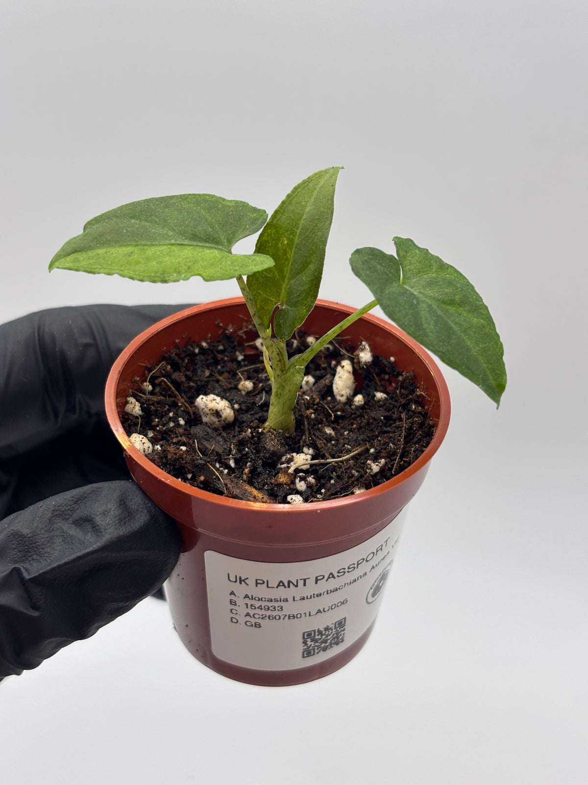Alocasia Lauterbachiana Aurea Variegated #6 exact plant photo 2