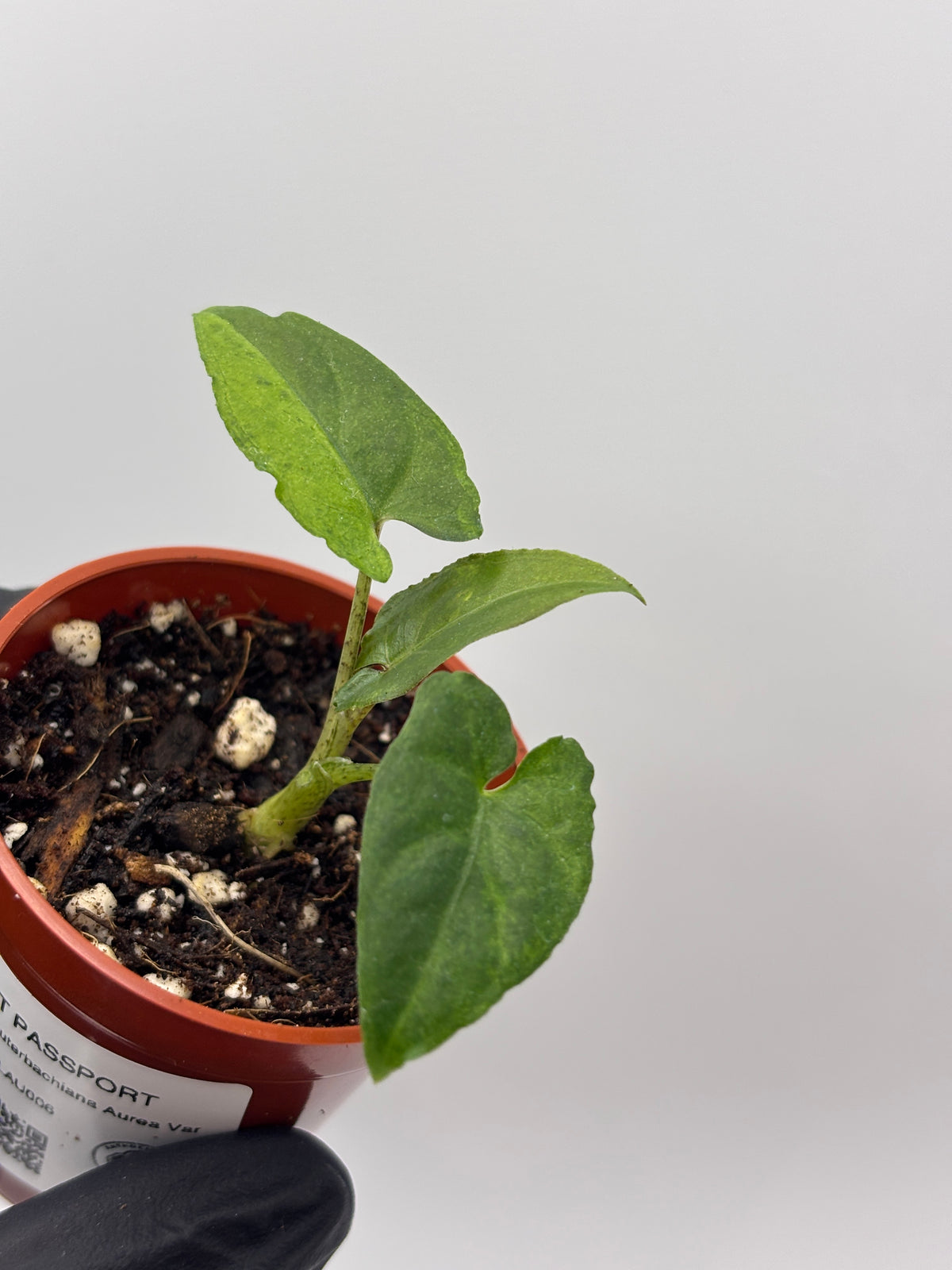 Alocasia Lauterbachiana Aurea Variegated #6 exact plant photo 4