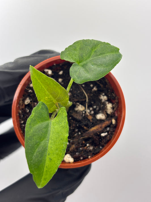 Alocasia Lauterbachiana Aurea Variegated #6 exact plant photo 1