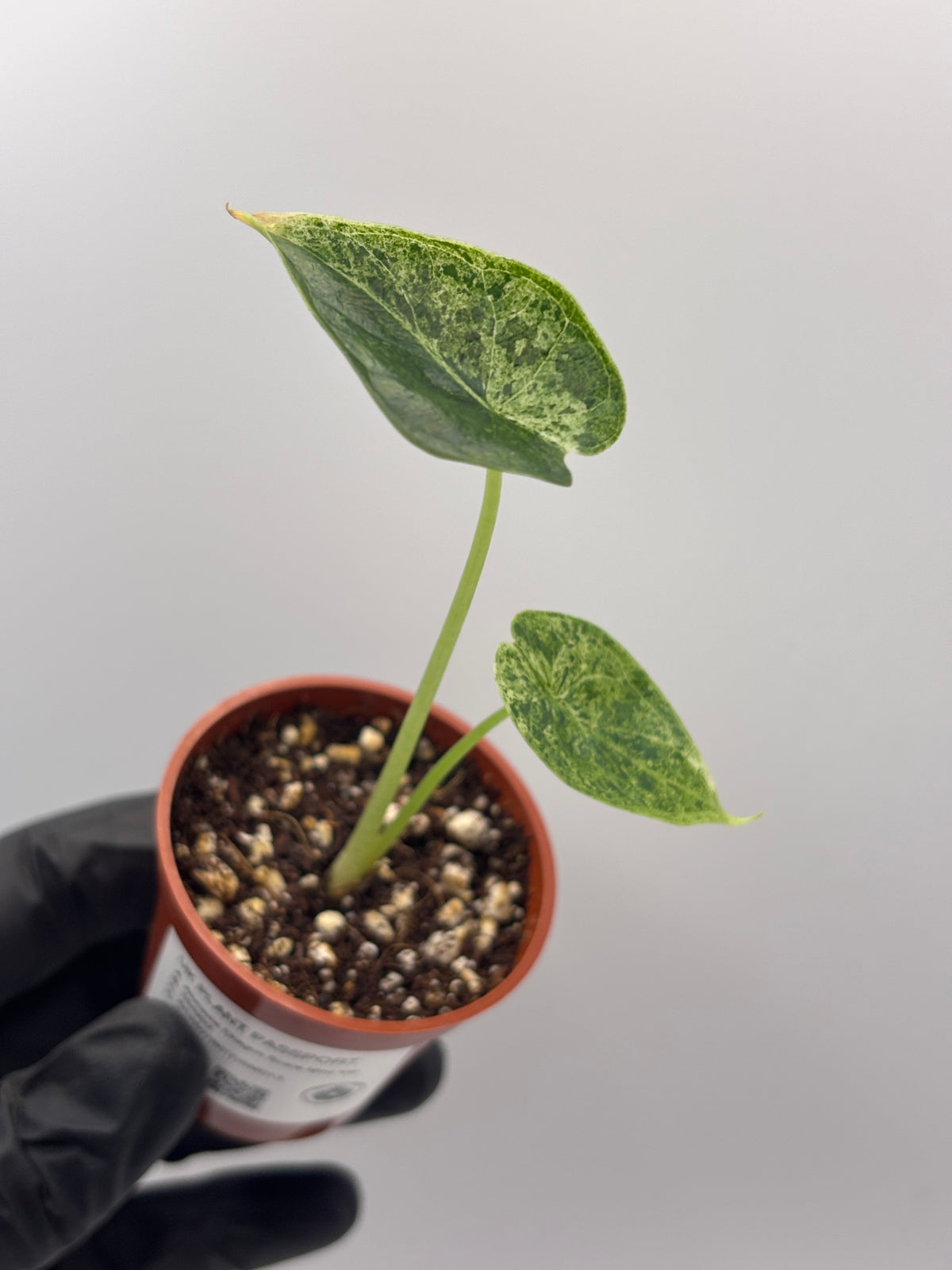 Alocasia Dragon Scale Mint Variegated #13 exact plant photo 2