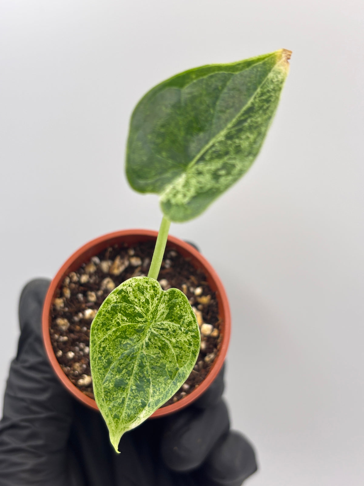 Alocasia Dragon Scale Mint Variegated #13 exact plant photo 1