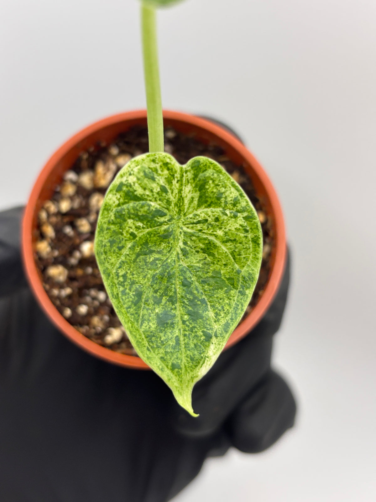 Alocasia Dragon Scale Mint Variegated #13 exact plant photo 3