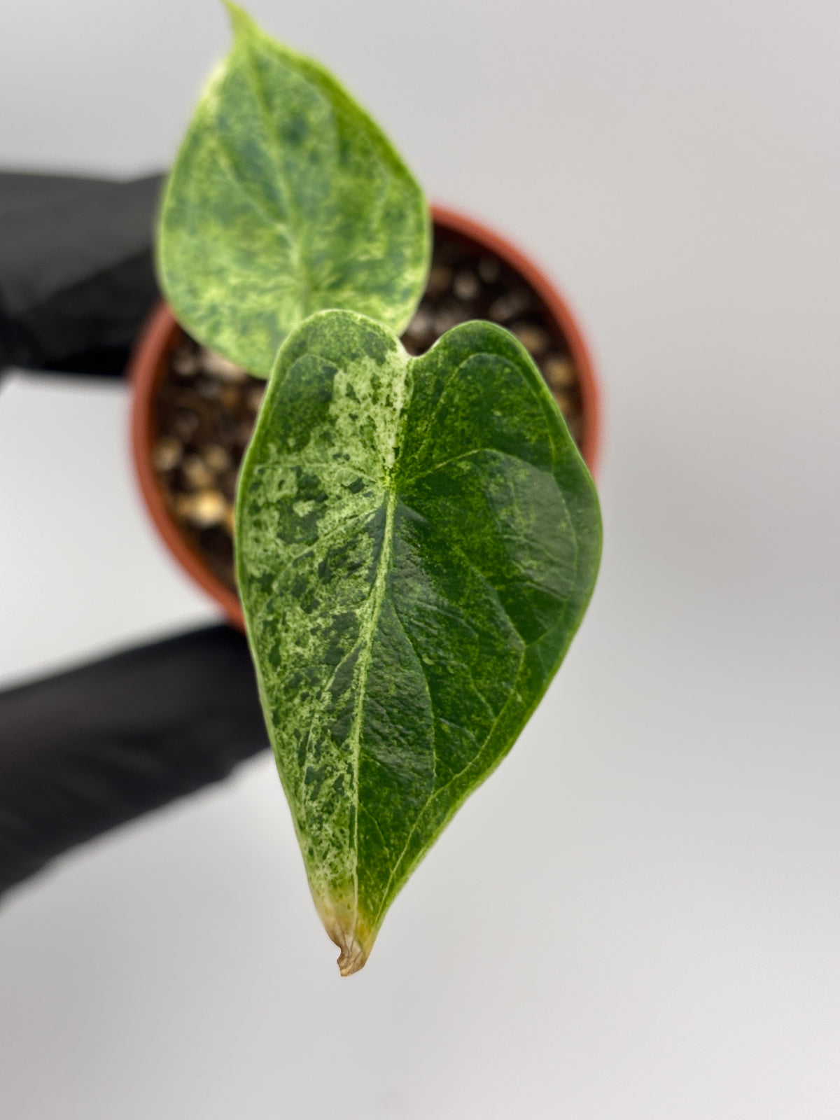 Alocasia Dragon Scale Mint Variegated #13 exact plant photo 4