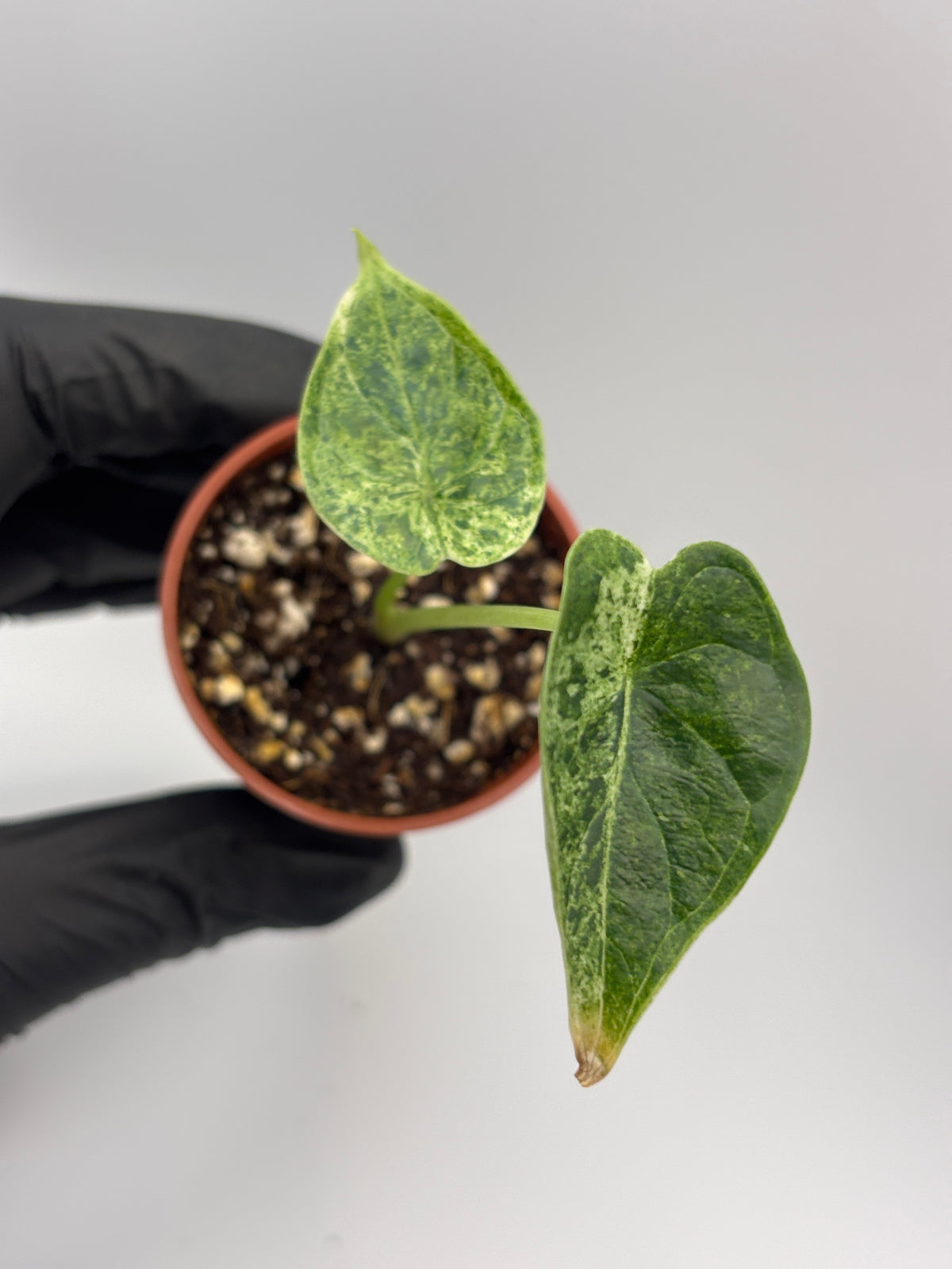 Alocasia Dragon Scale Mint Variegated #13 exact plant photo 5