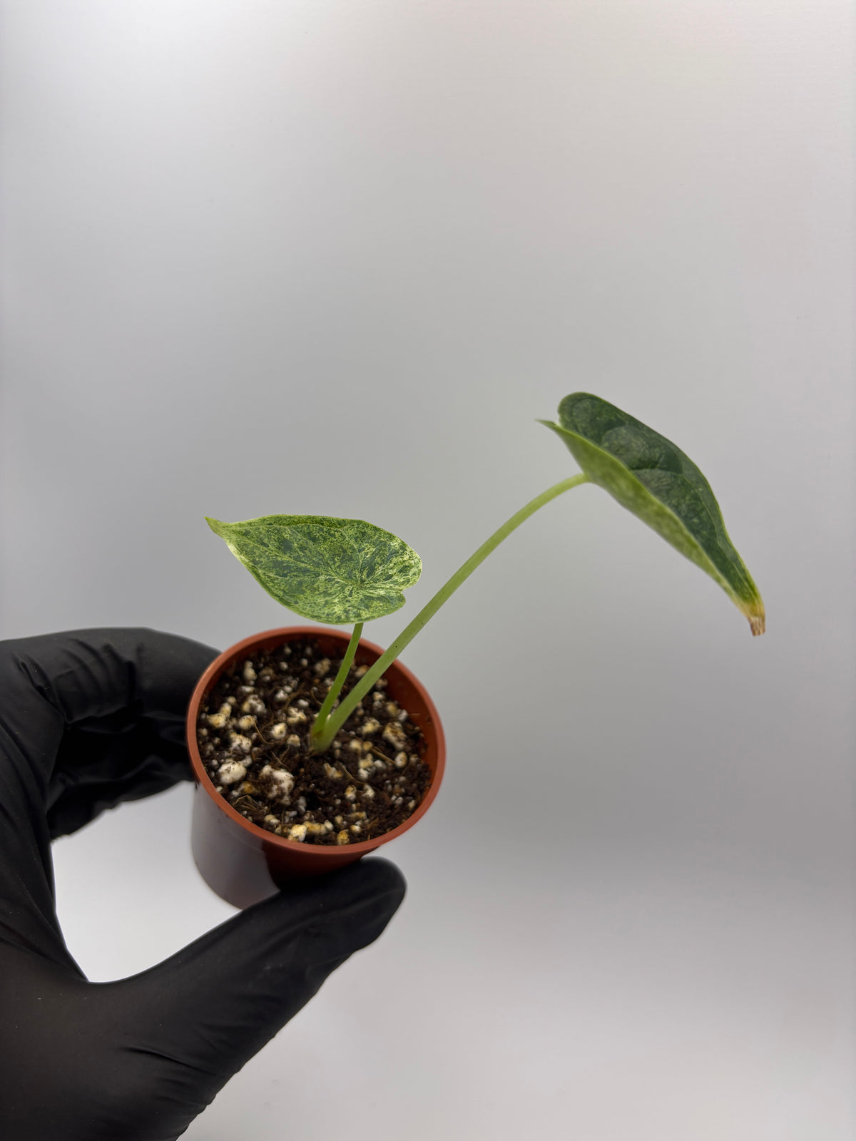 Alocasia Dragon Scale Mint Variegated #13 exact plant photo 6