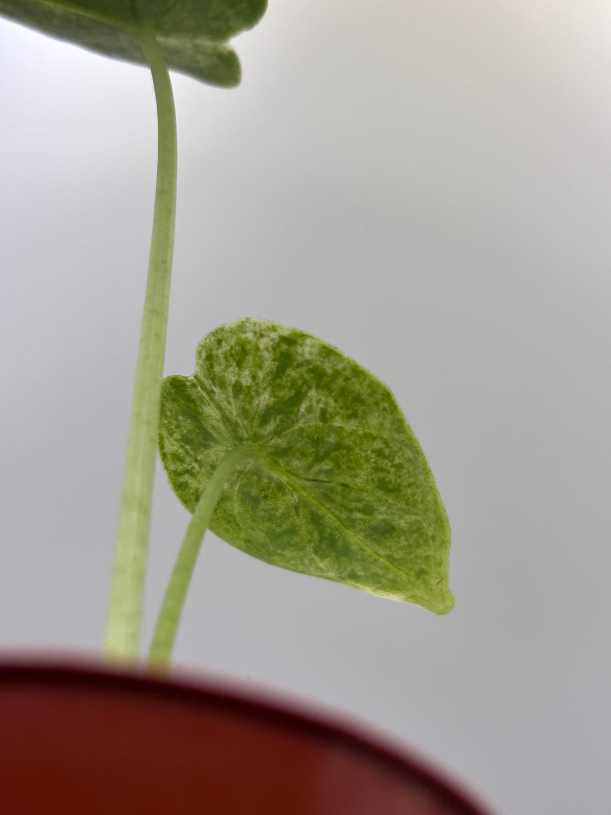 Alocasia Dragon Scale Mint Variegated #13 exact plant photo 7