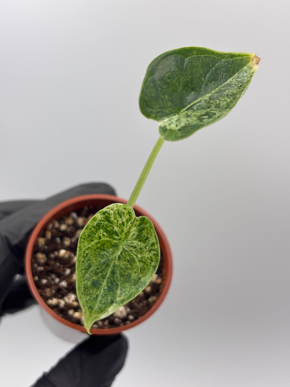 Alocasia Dragon Scale Mint Variegated #13 exact plant photo 8