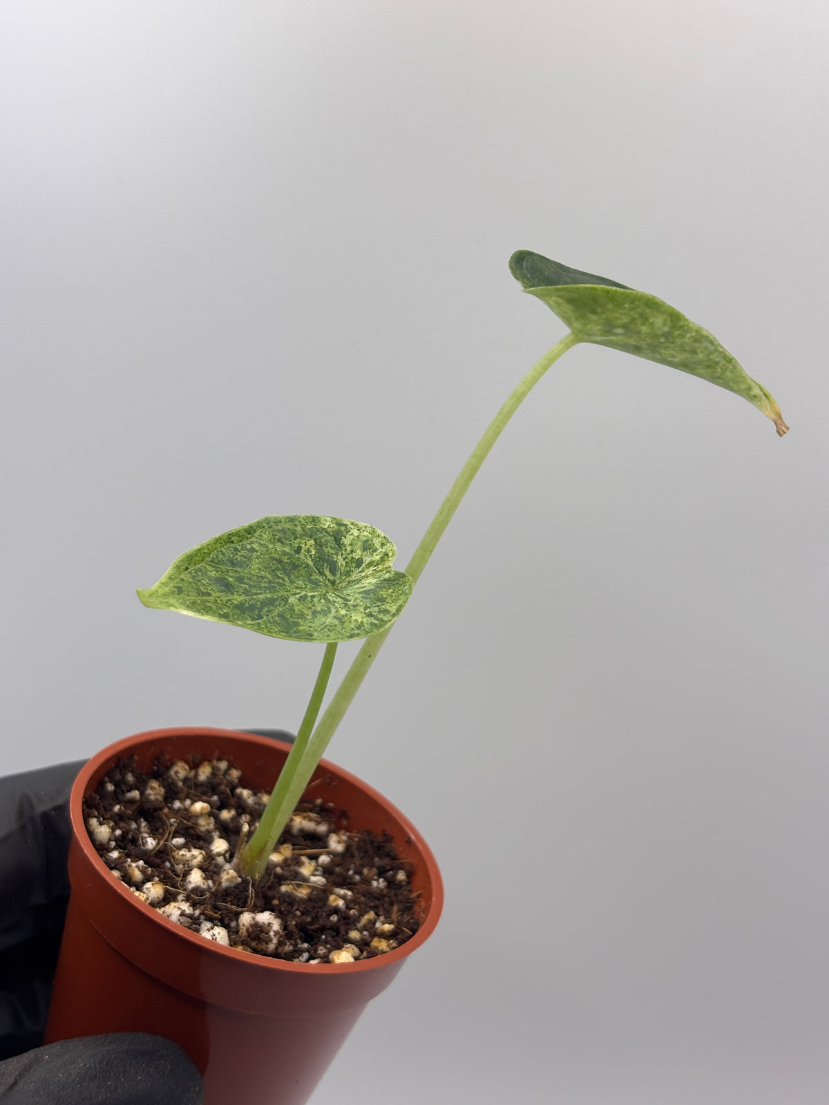 Alocasia Dragon Scale Mint Variegated #13 exact plant photo 9