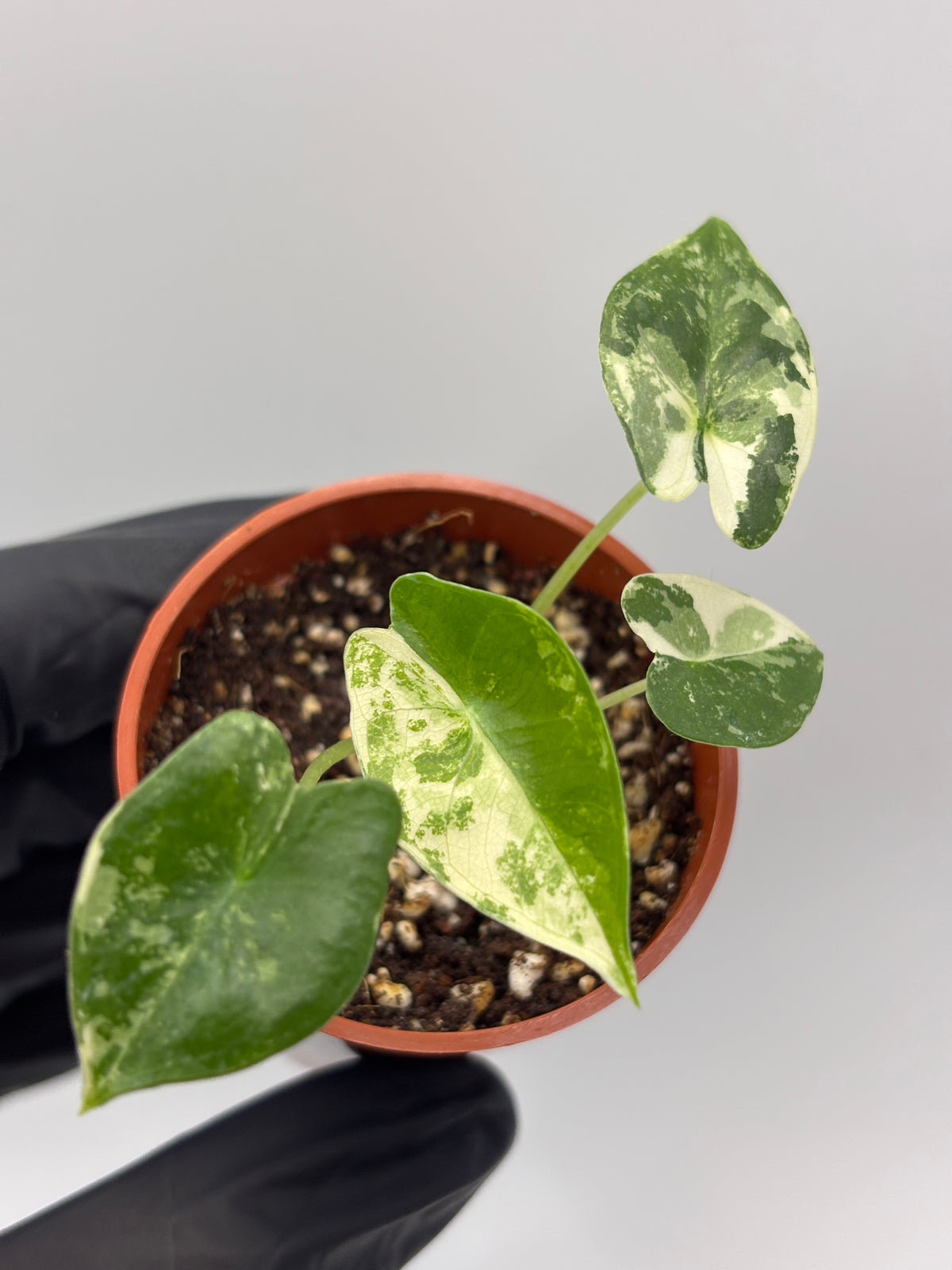Alocasia Frydek Albo Variegated #17 exact plant photo 2