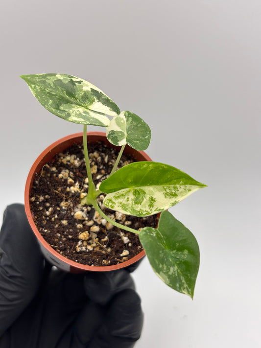 Alocasia Frydek Albo Variegated #17 exact plant photo 1