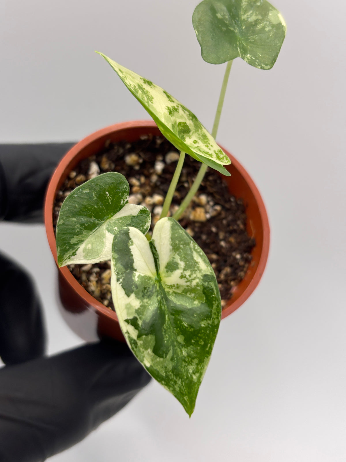 Alocasia Frydek Albo Variegated #17 exact plant photo 4