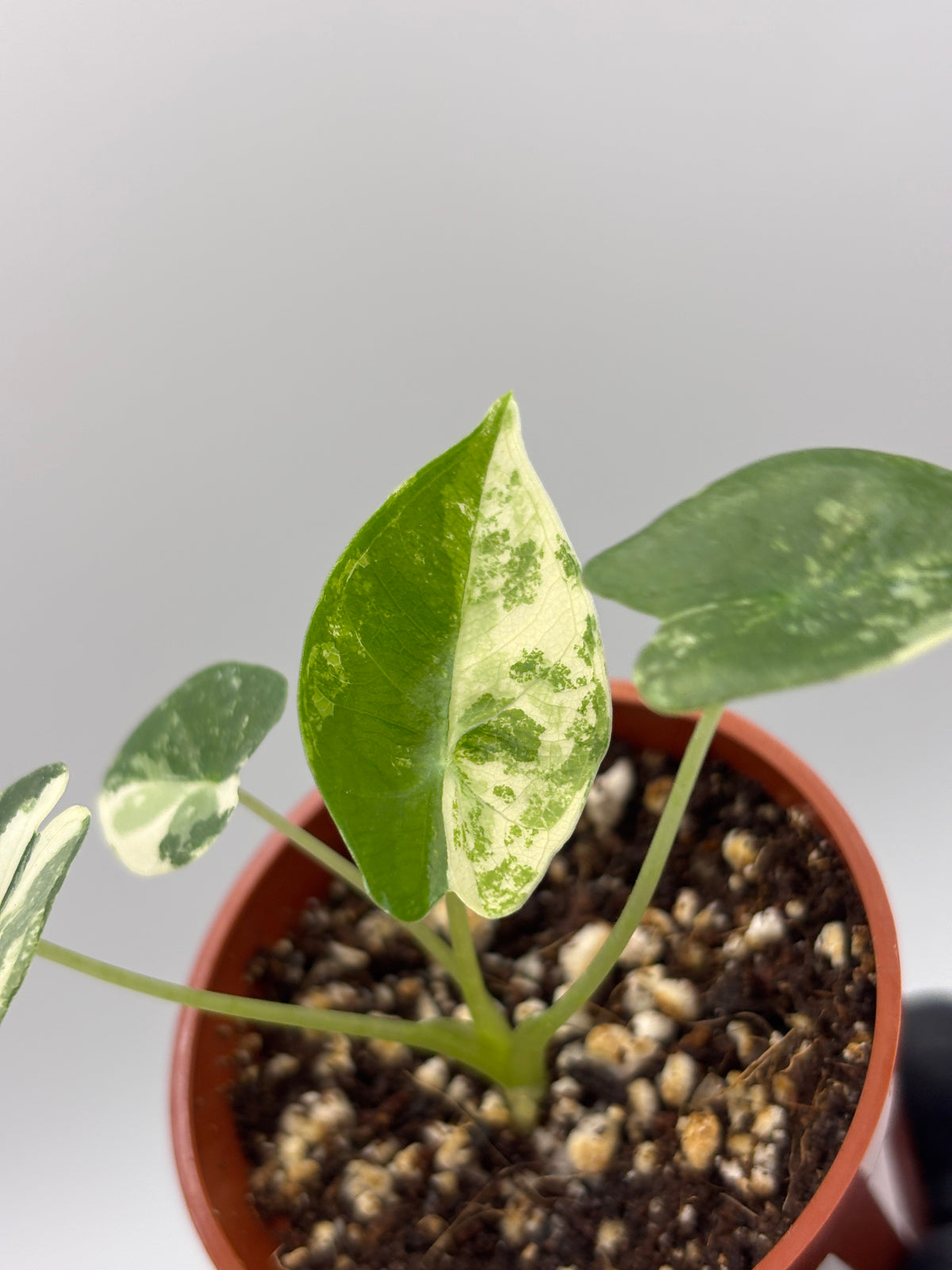 Alocasia Frydek Albo Variegated #17 exact plant photo 5