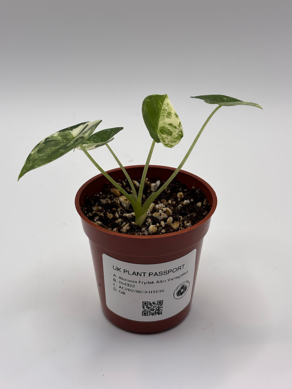 Alocasia Frydek Albo Variegated #17 exact plant photo 6
