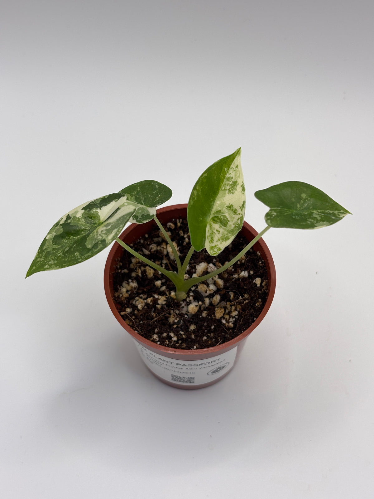 Alocasia Frydek Albo Variegated #17 exact plant photo 7