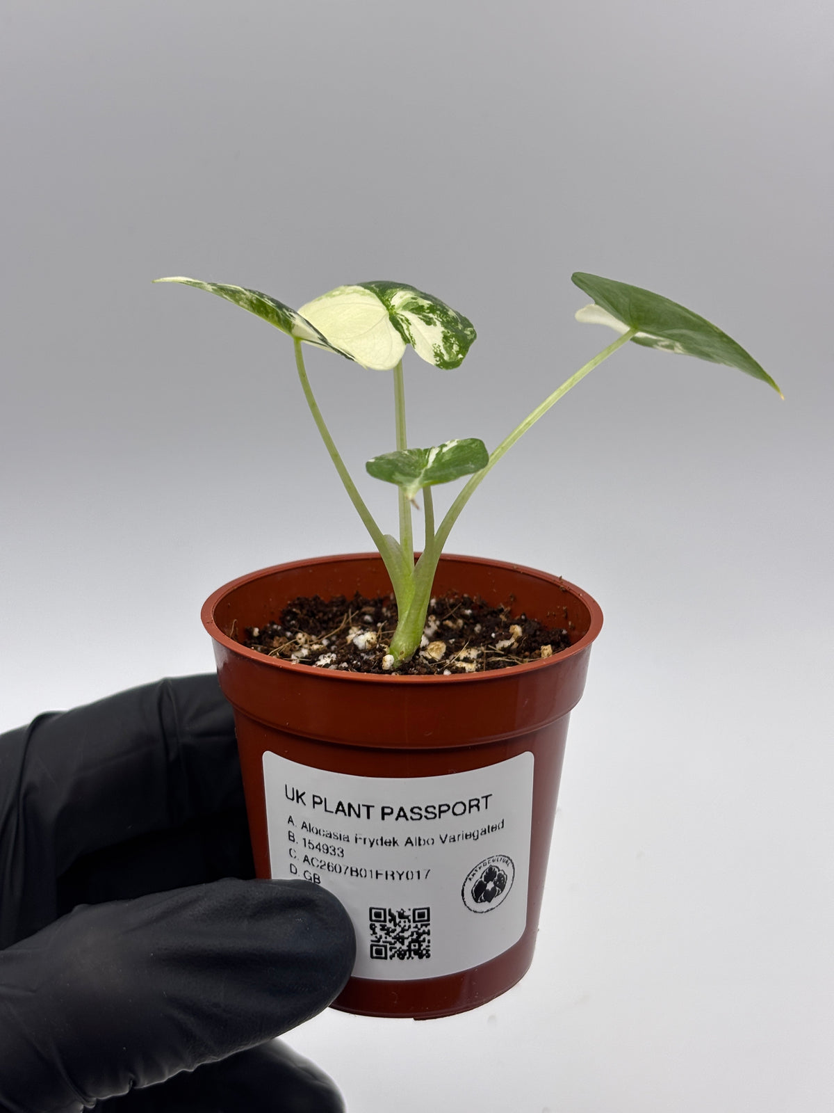 Alocasia Frydek Albo Variegated #17 exact plant photo 8
