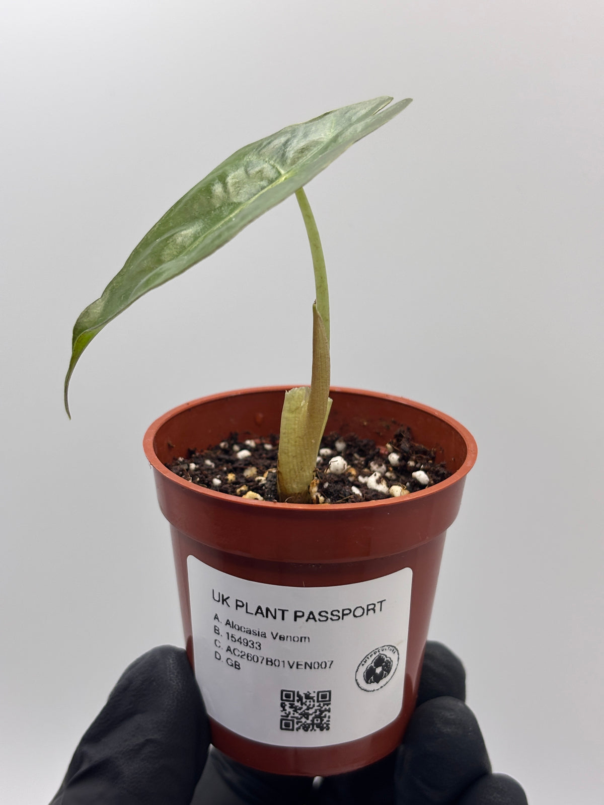 Alocasia Venom #7 exact plant photo 3