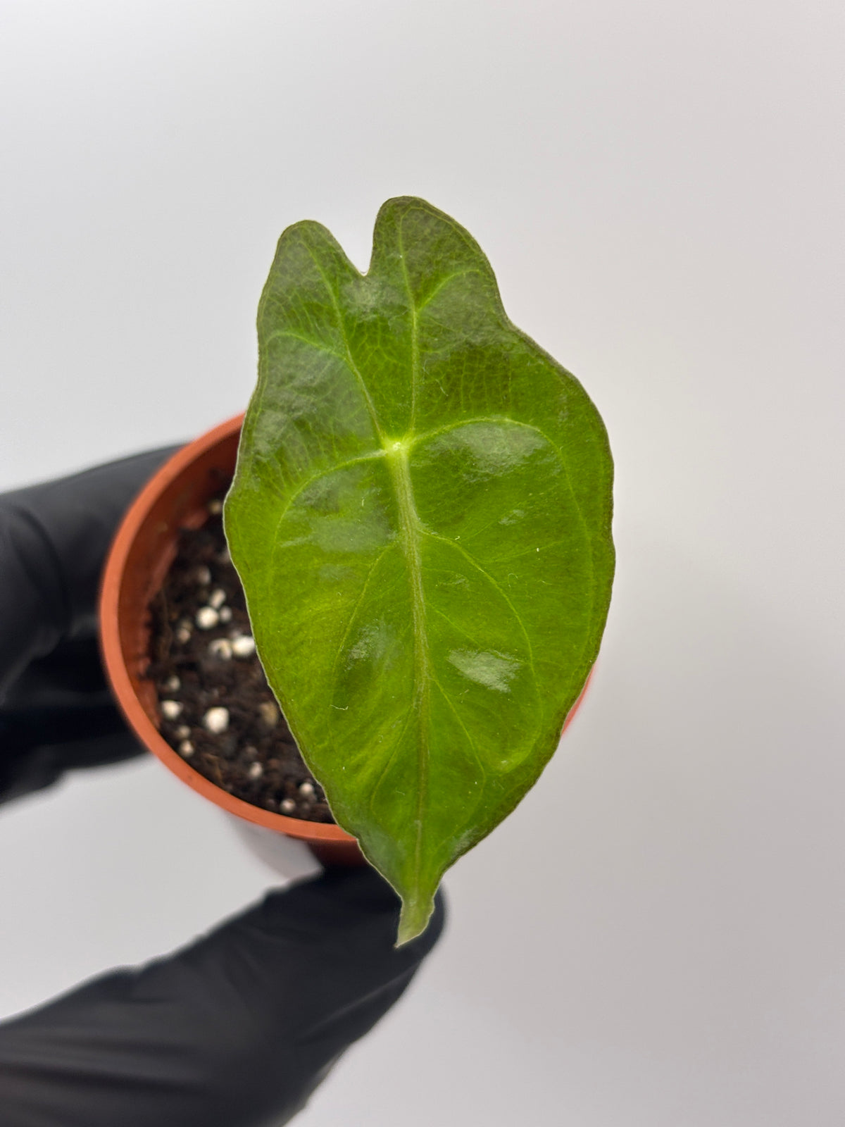 Alocasia Venom #7 exact plant photo 2