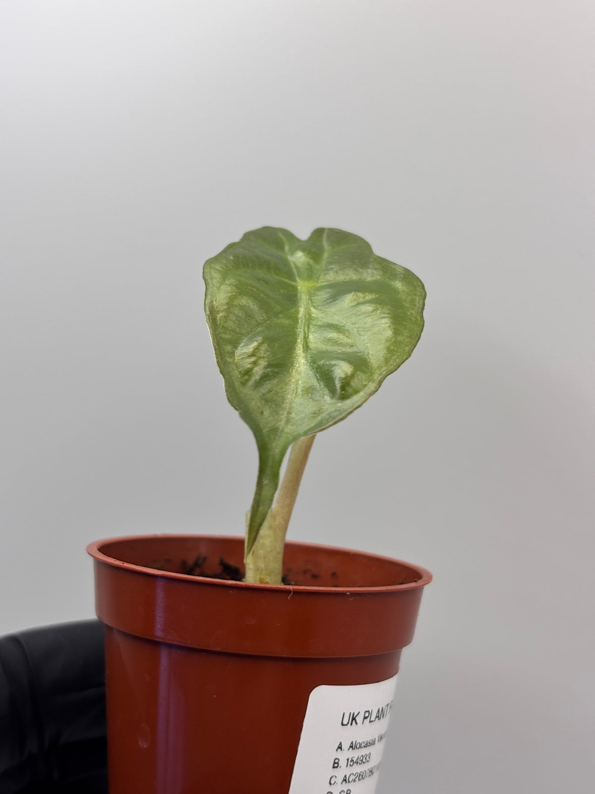 Alocasia Venom #7 exact plant photo 4