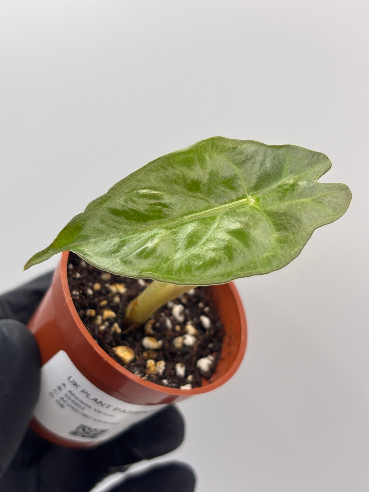 Alocasia Venom #7 exact plant photo 5