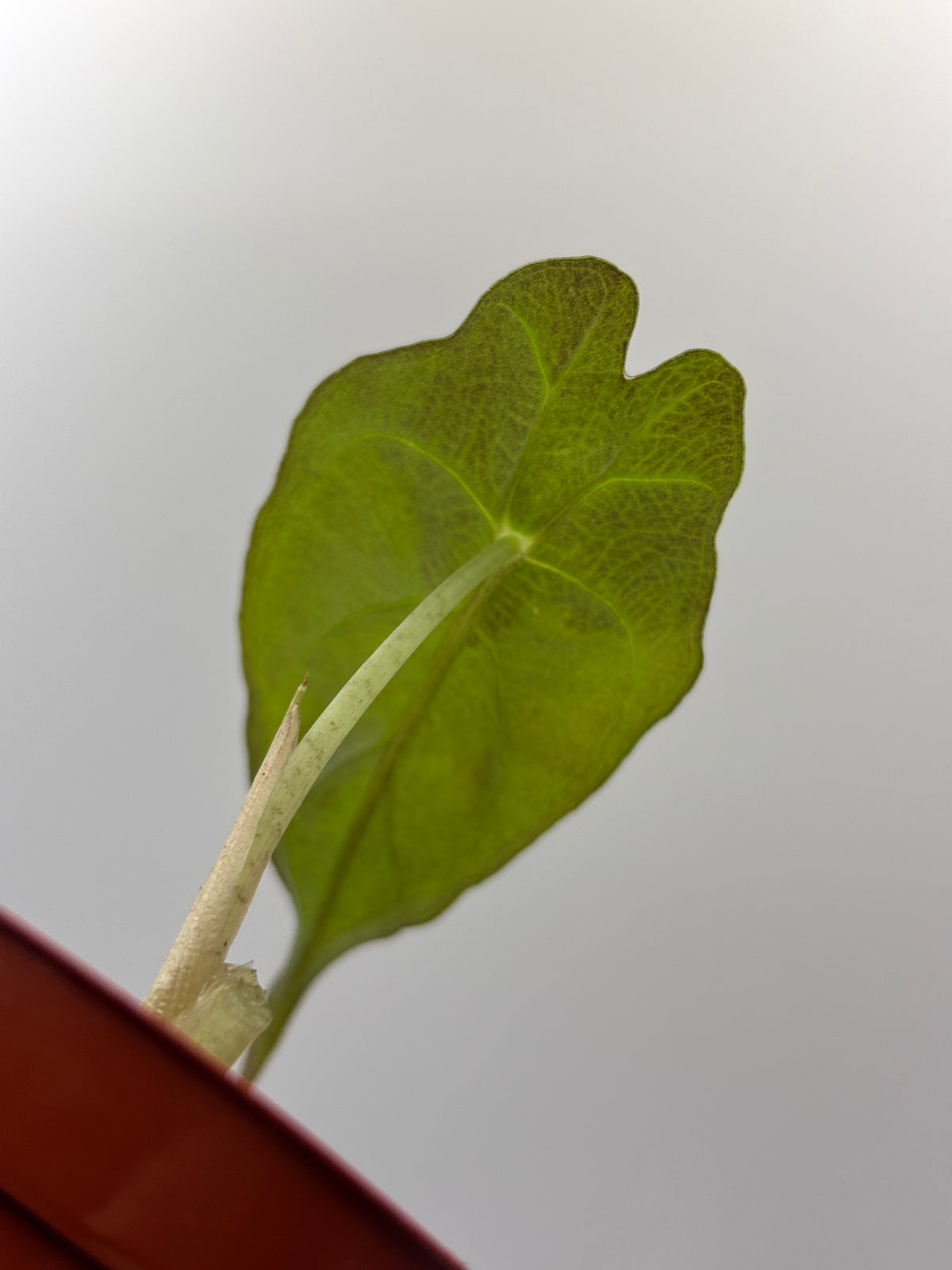 Alocasia Venom #7 exact plant photo 6