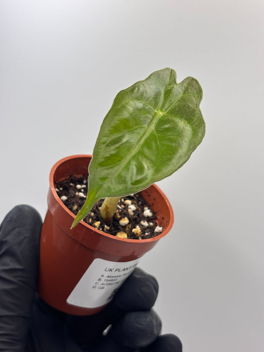 Alocasia Venom #7 exact plant photo 1