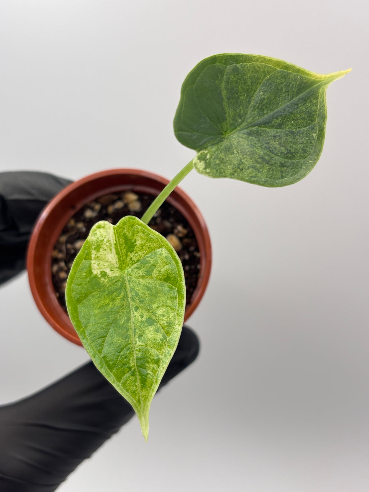 Alocasia Dragon Scale Mint Variegated #18 — photo 4