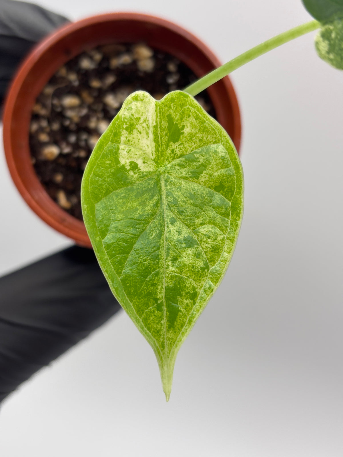 Alocasia Dragon Scale Mint Variegated #18 — photo 2