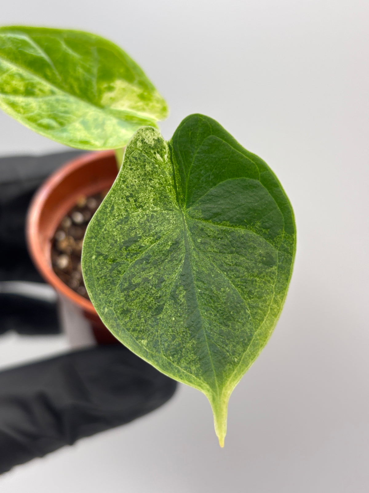 Alocasia Dragon Scale Mint Variegated #18 — photo 3