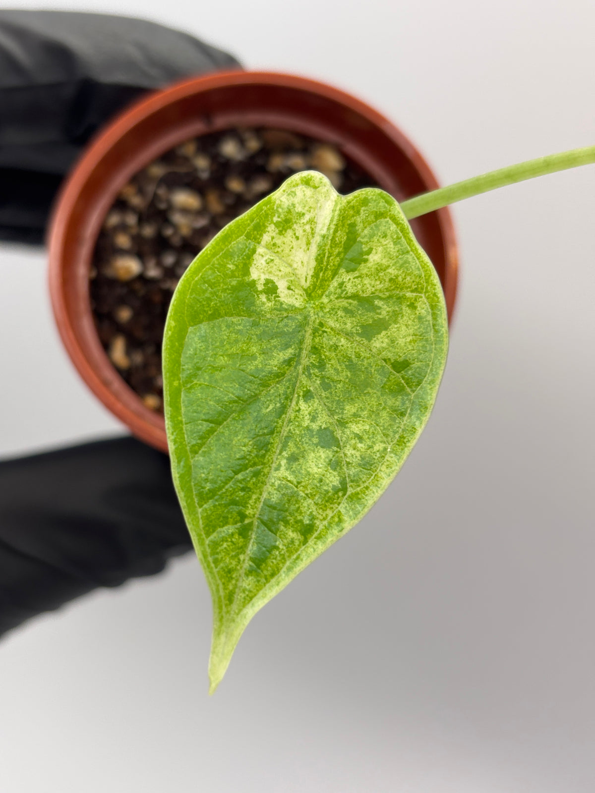 Alocasia Dragon Scale Mint Variegated #18 — photo 5