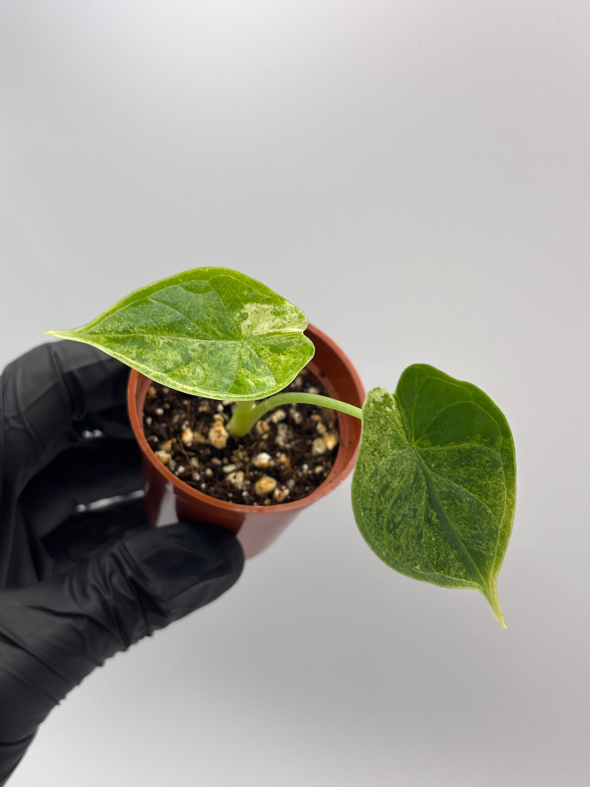 Alocasia Dragon Scale Mint Variegated #18 — photo 6