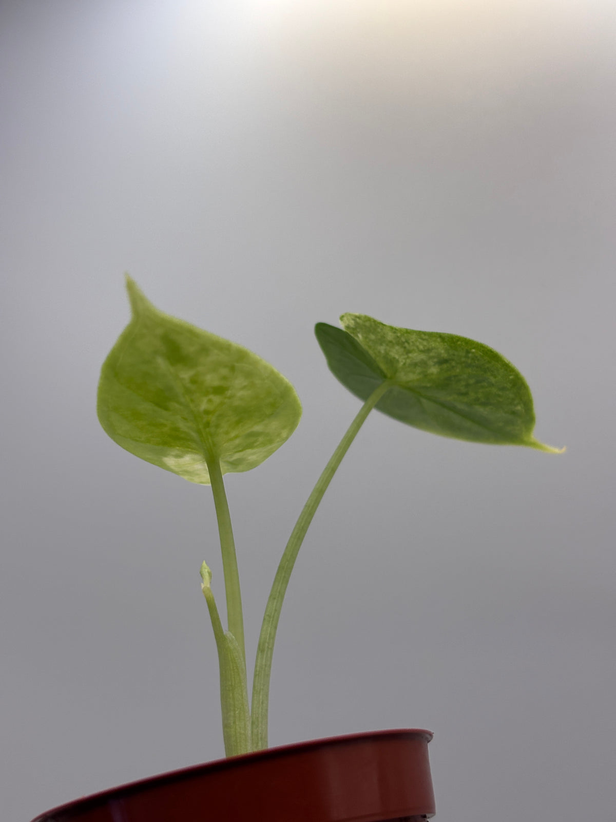Alocasia Dragon Scale Mint Variegated #18 — photo 7