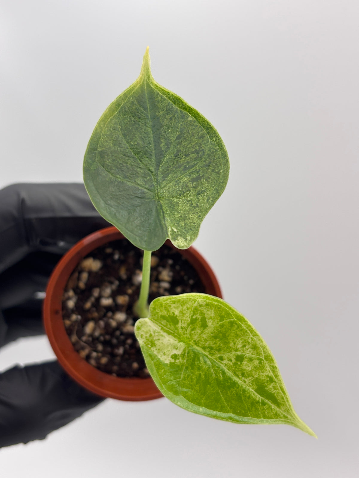 Alocasia Dragon Scale Mint Variegated #18 — photo 8