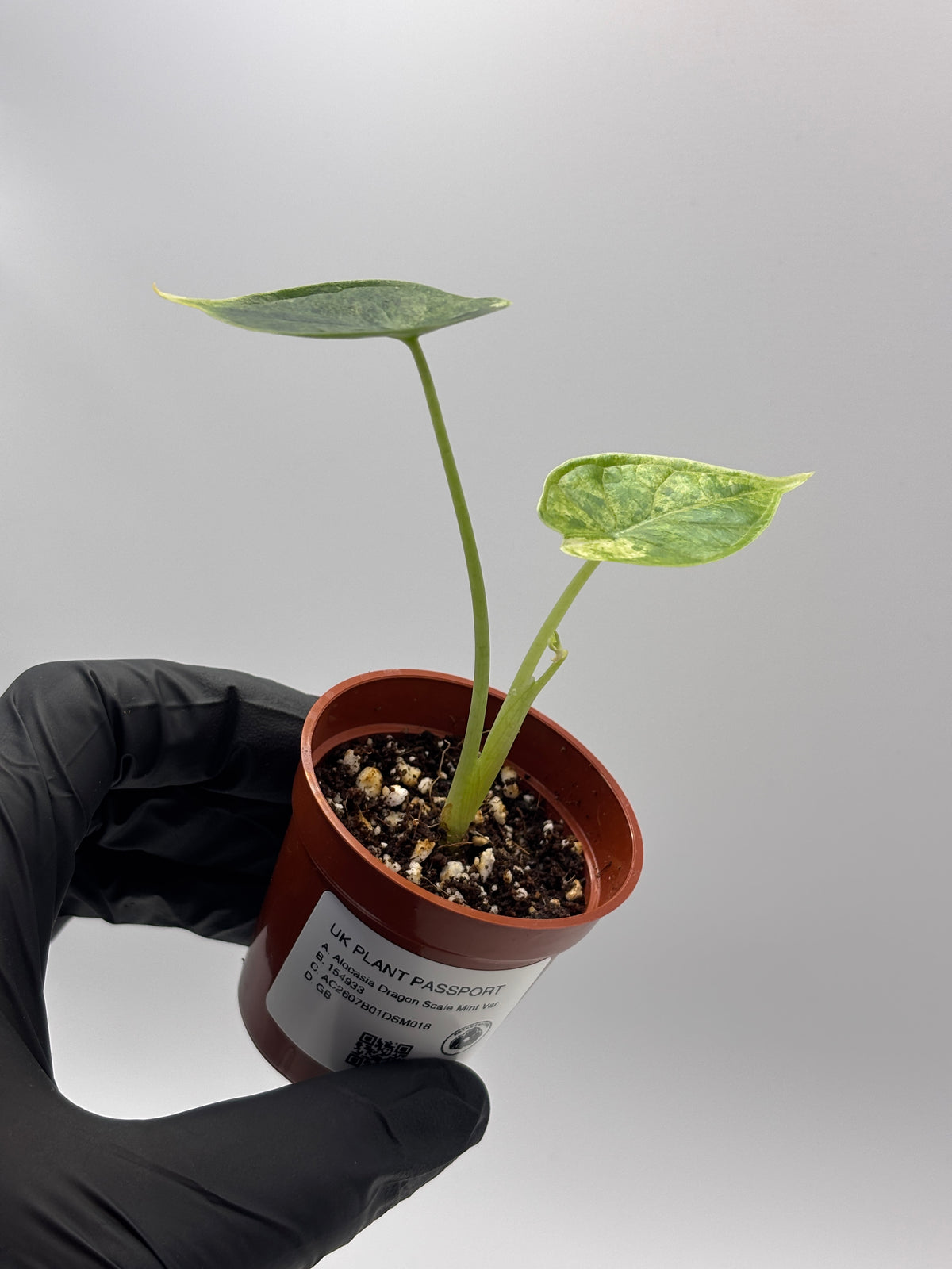 Alocasia Dragon Scale Mint Variegated #18 — photo 9