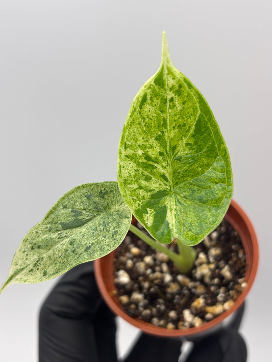 Alocasia Dragon Scale Mint Variegated #16 — photo 1