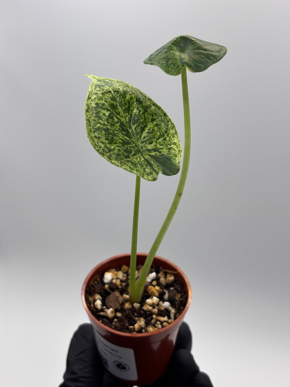 Alocasia Dragon Scale Mint Variegated #9 — photo 2