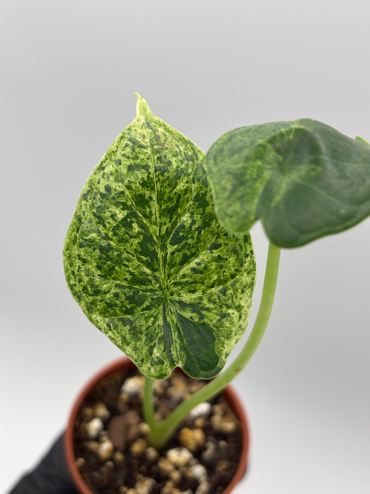 Alocasia Dragon Scale Mint Variegated #9 — photo 3