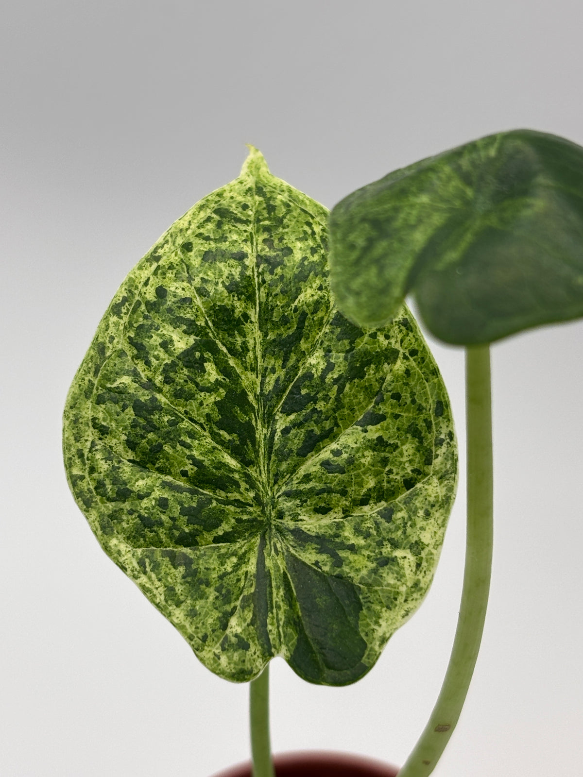 Alocasia Dragon Scale Mint Variegated #9 — photo 1