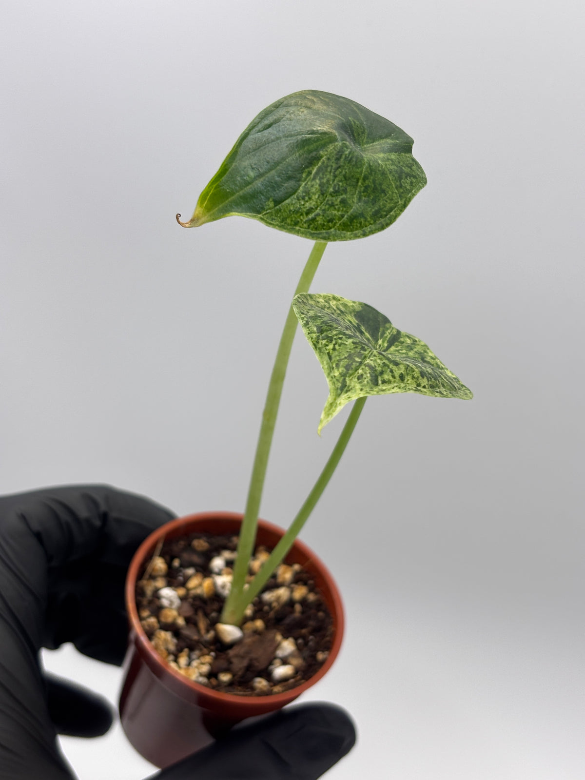Alocasia Dragon Scale Mint Variegated #9 — photo 4