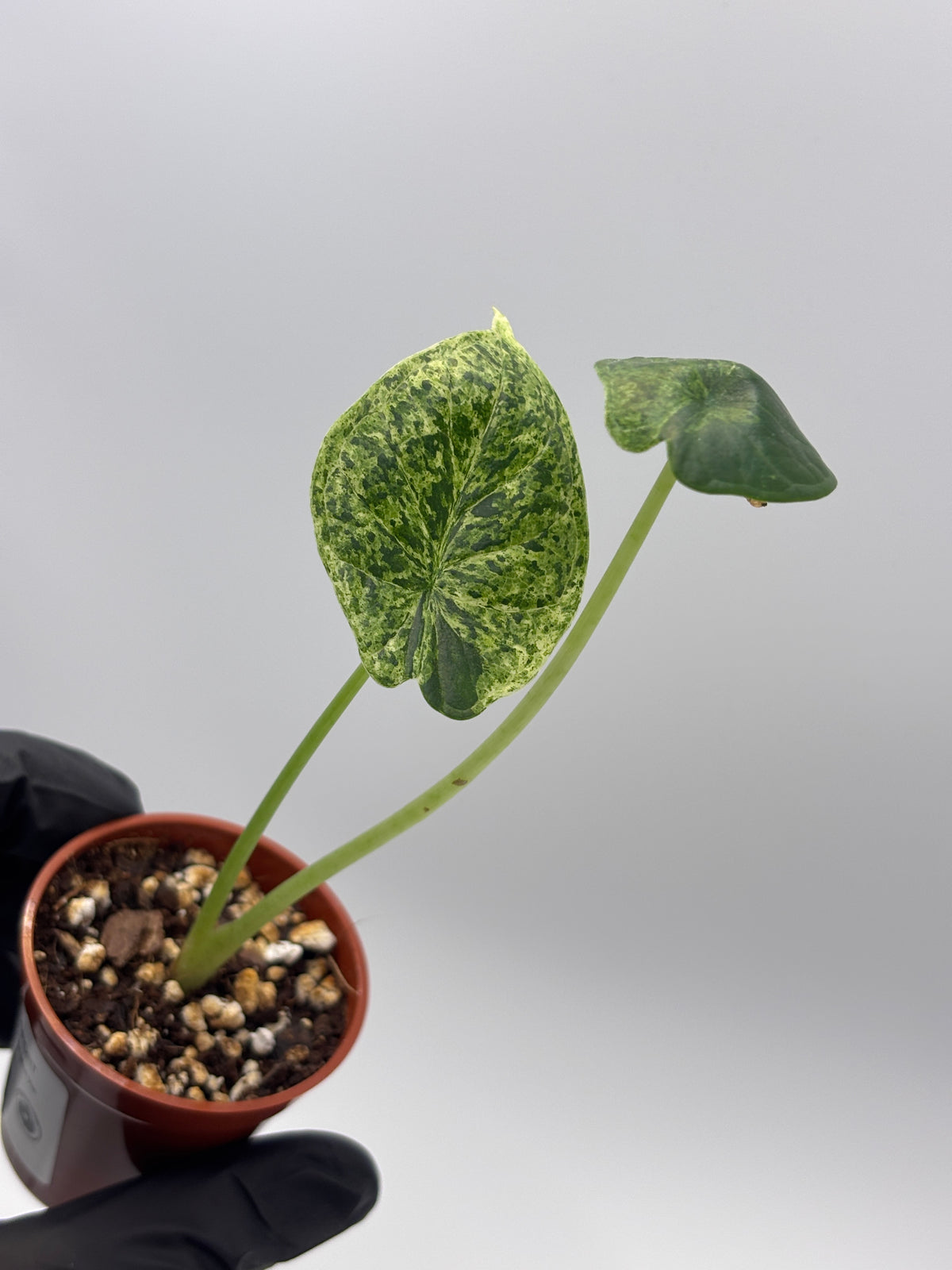 Alocasia Dragon Scale Mint Variegated #9 — photo 5