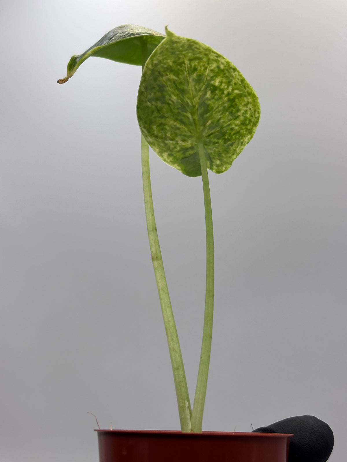 Alocasia Dragon Scale Mint Variegated #9 — photo 6
