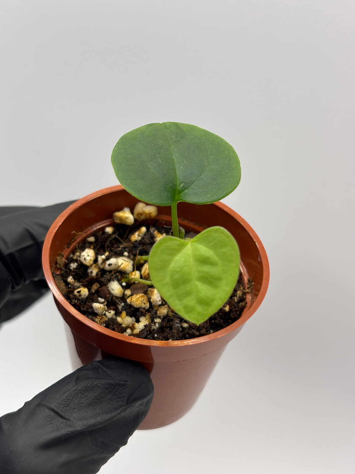 Anthurium Dark Phoenix #5 — photo 2