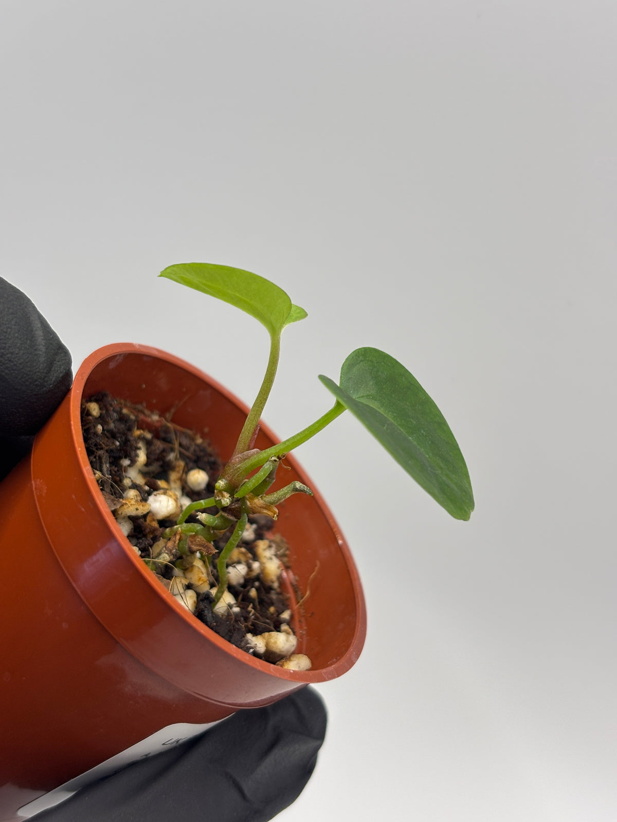 Anthurium Dark Phoenix #5 — photo 3