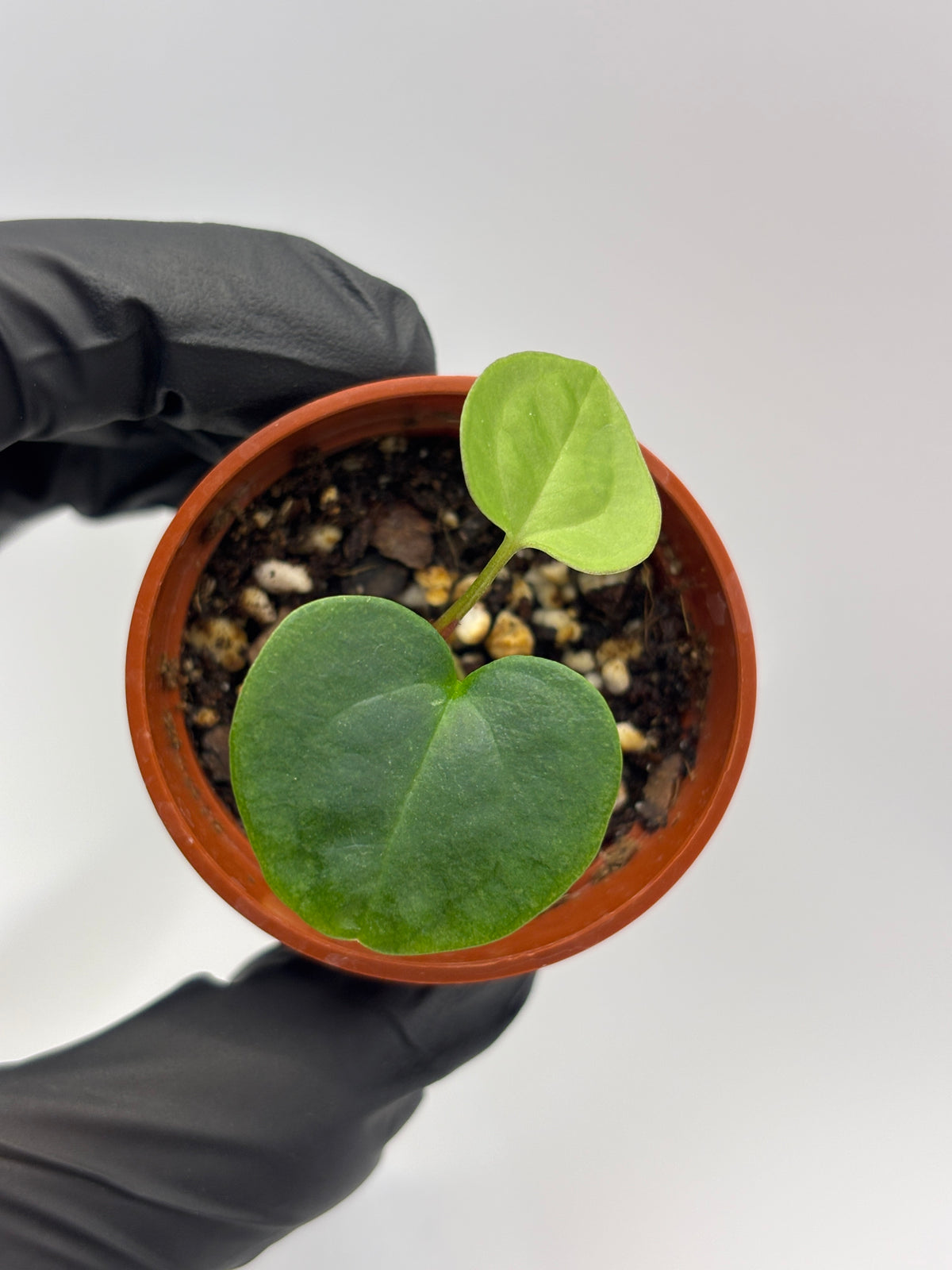 Anthurium Dark Phoenix #5 — photo 4