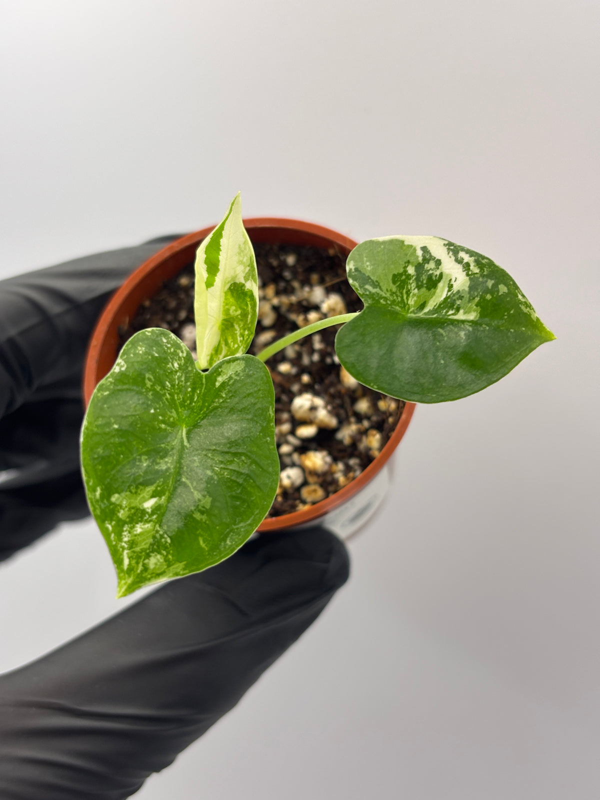 Alocasia Frydek Albo Variegated #20 exact plant photo 2