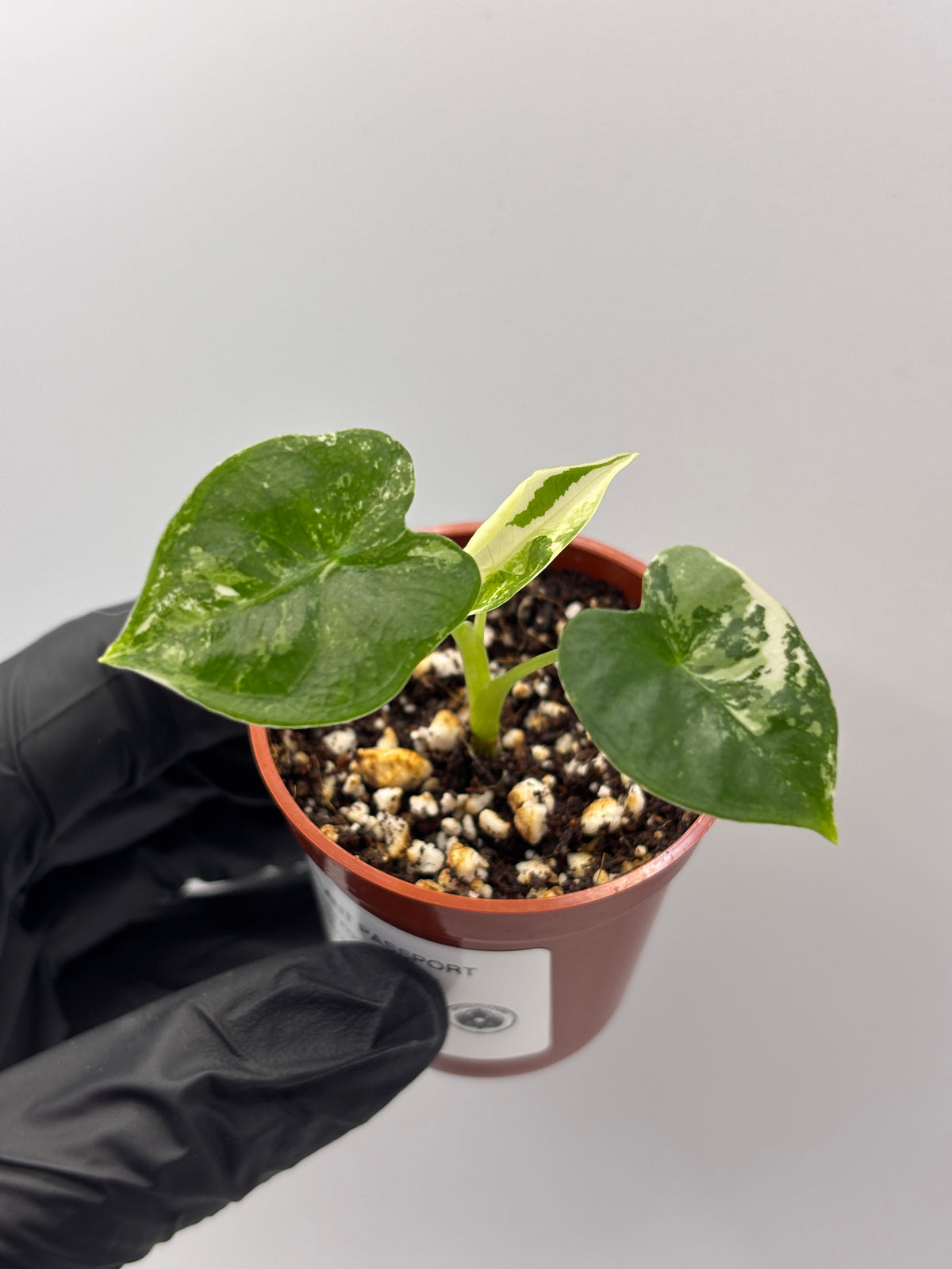 Alocasia Frydek Albo Variegated #20 exact plant photo 3