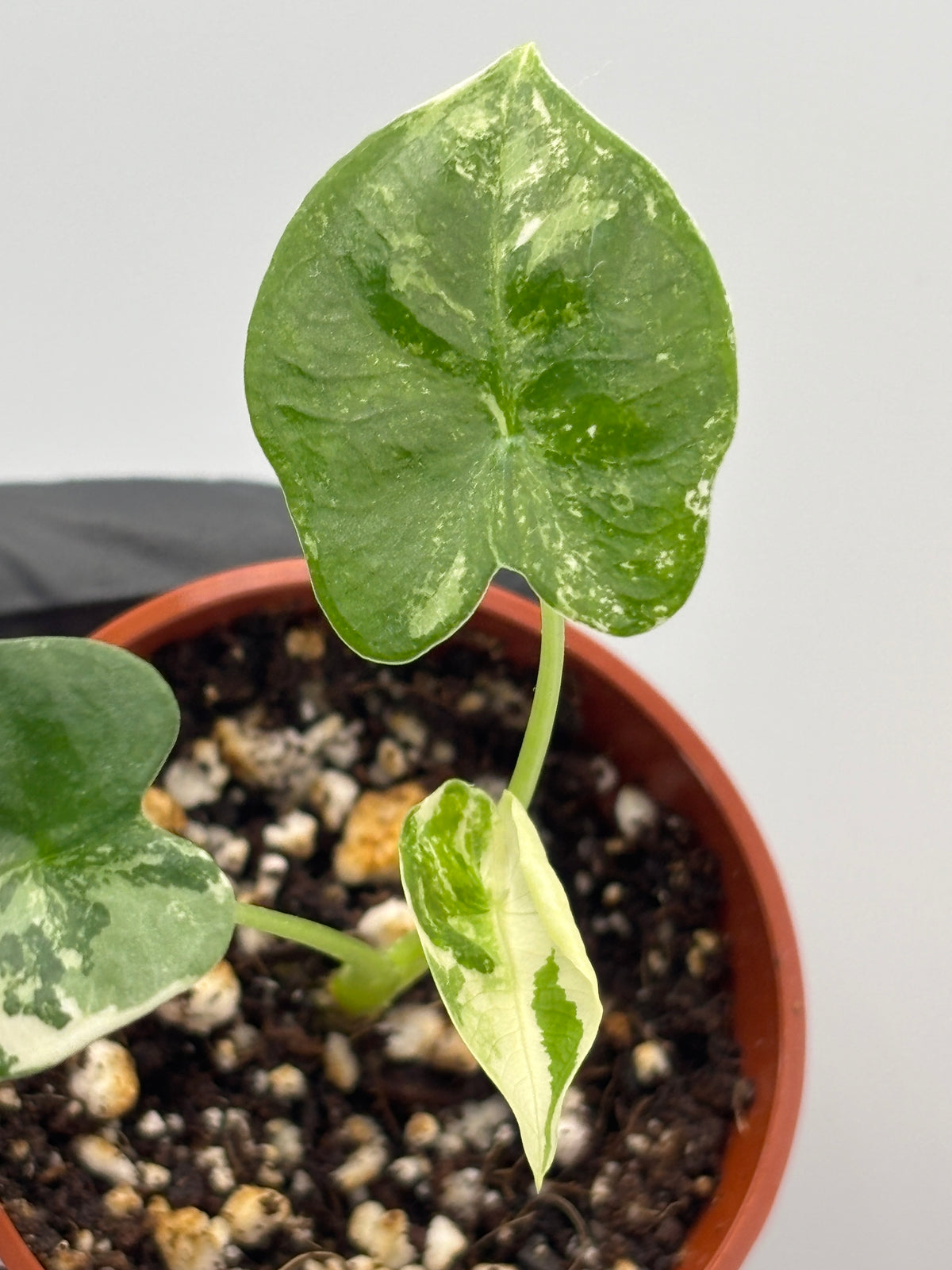Alocasia Frydek Albo Variegated #20 exact plant photo 4