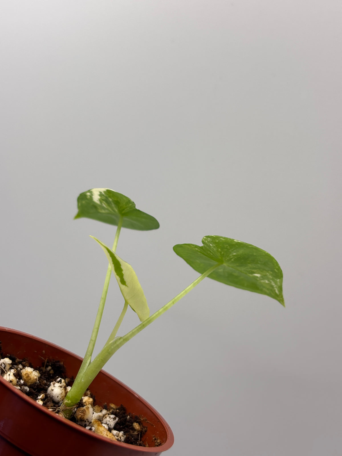 Alocasia Frydek Albo Variegated #20 exact plant photo 5