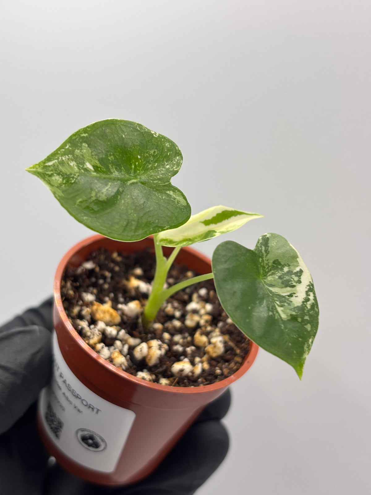 Alocasia Frydek Albo Variegated #20 exact plant photo 1